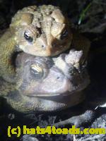 /home//u458753944/public_html/sourcegallery//Roxborough Toad Detour/2013-2019/2013/2013-04-09/P1120083.JPG